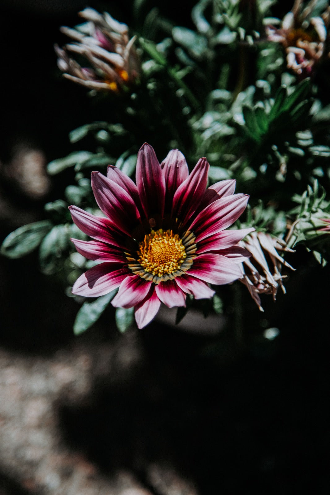Gazania
