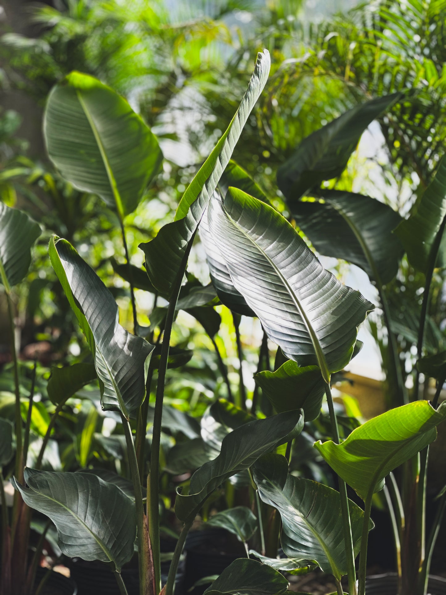 Strelitzia nicolai