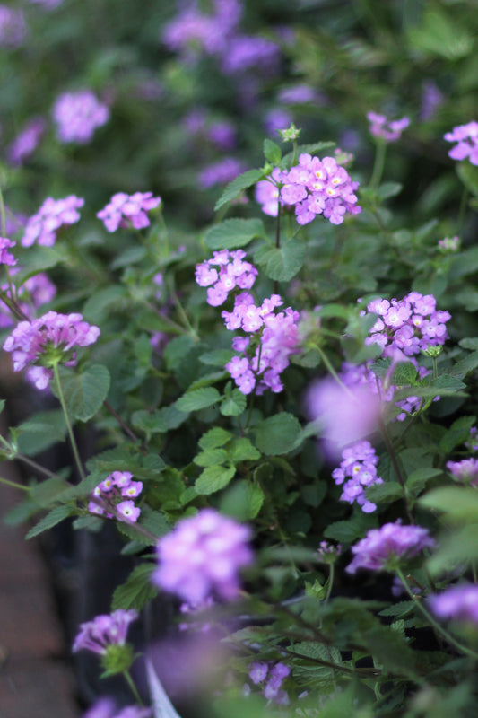 Lantana rastrera