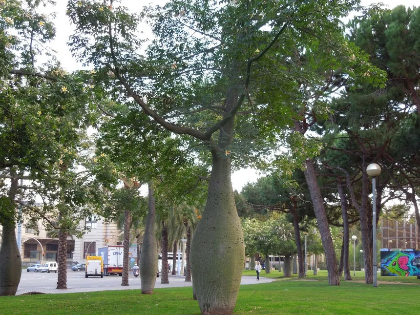 Palo borracho