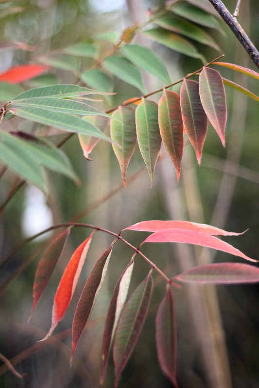 Rhus succedanea