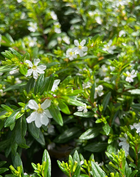 Cufea péndula