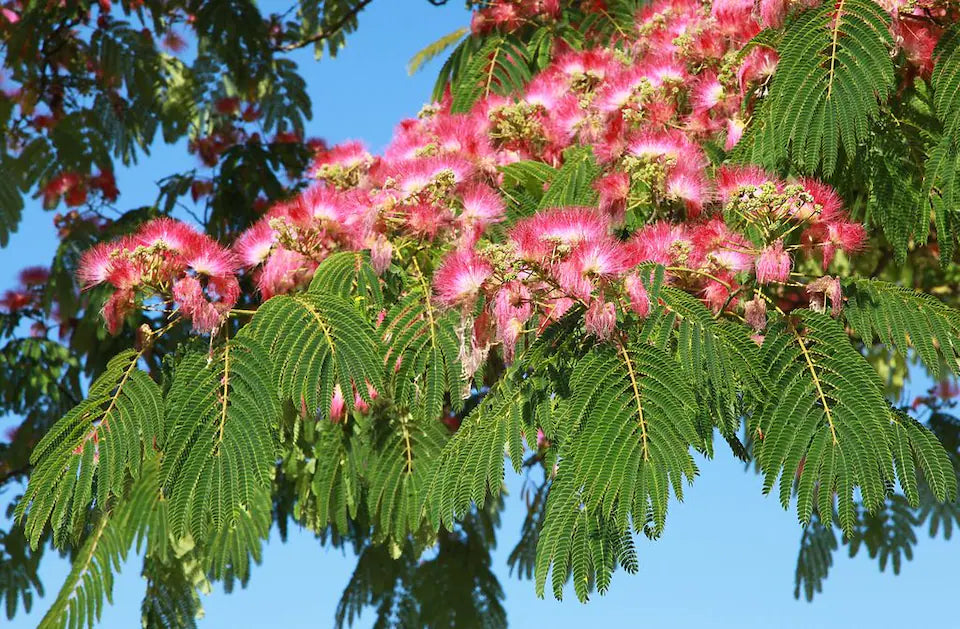 Acacia de Constantinopla