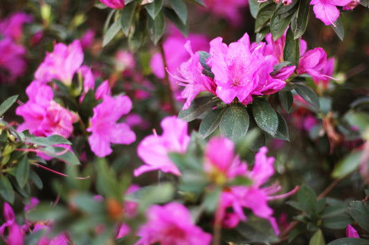 Azalea