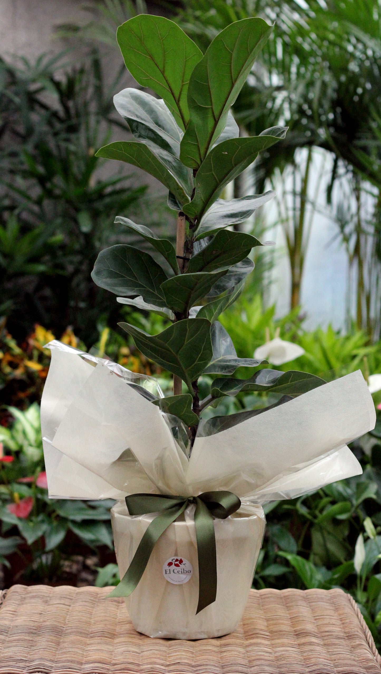 Ficus lyrata compacto