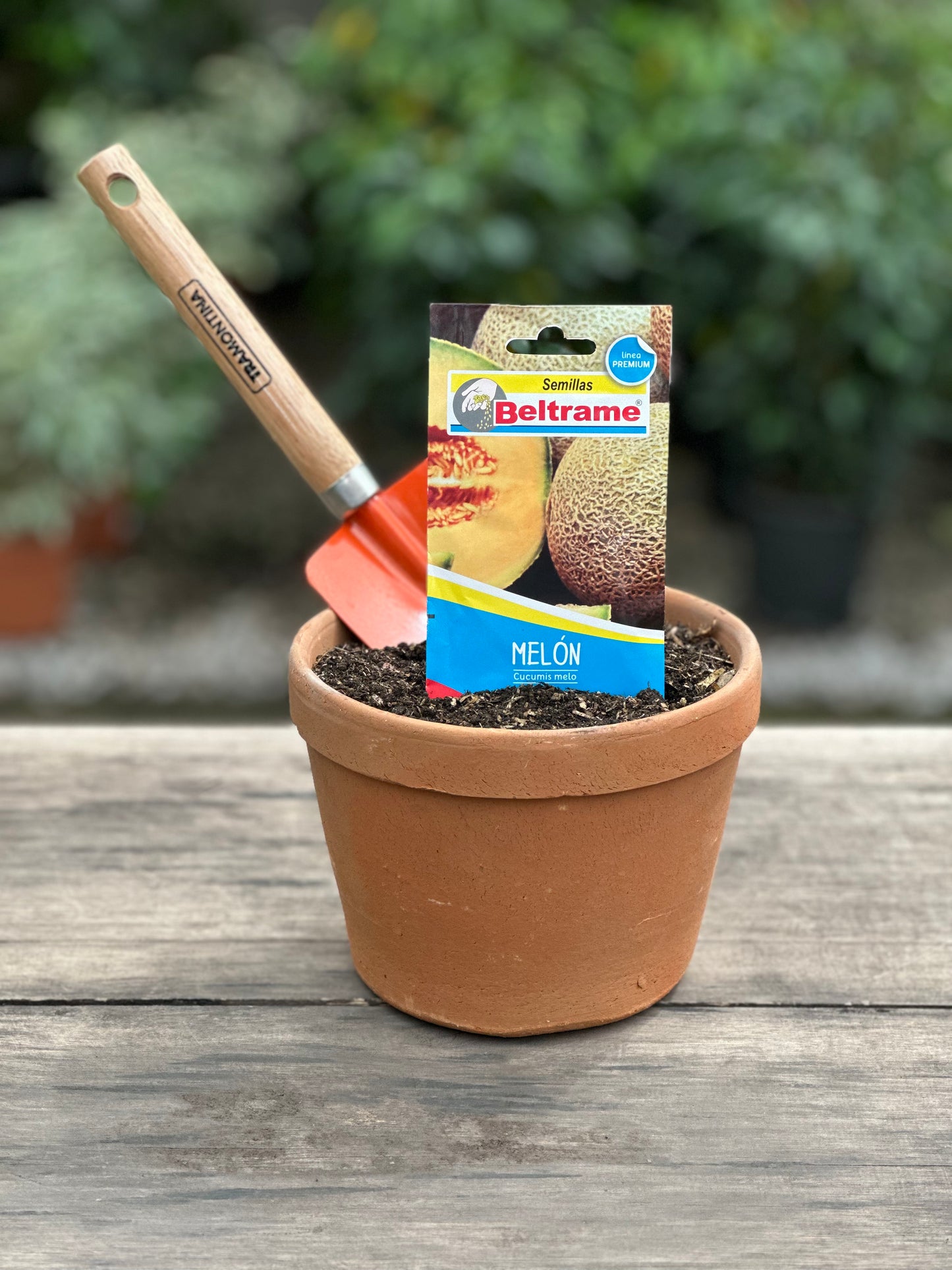 Semillas para huerta