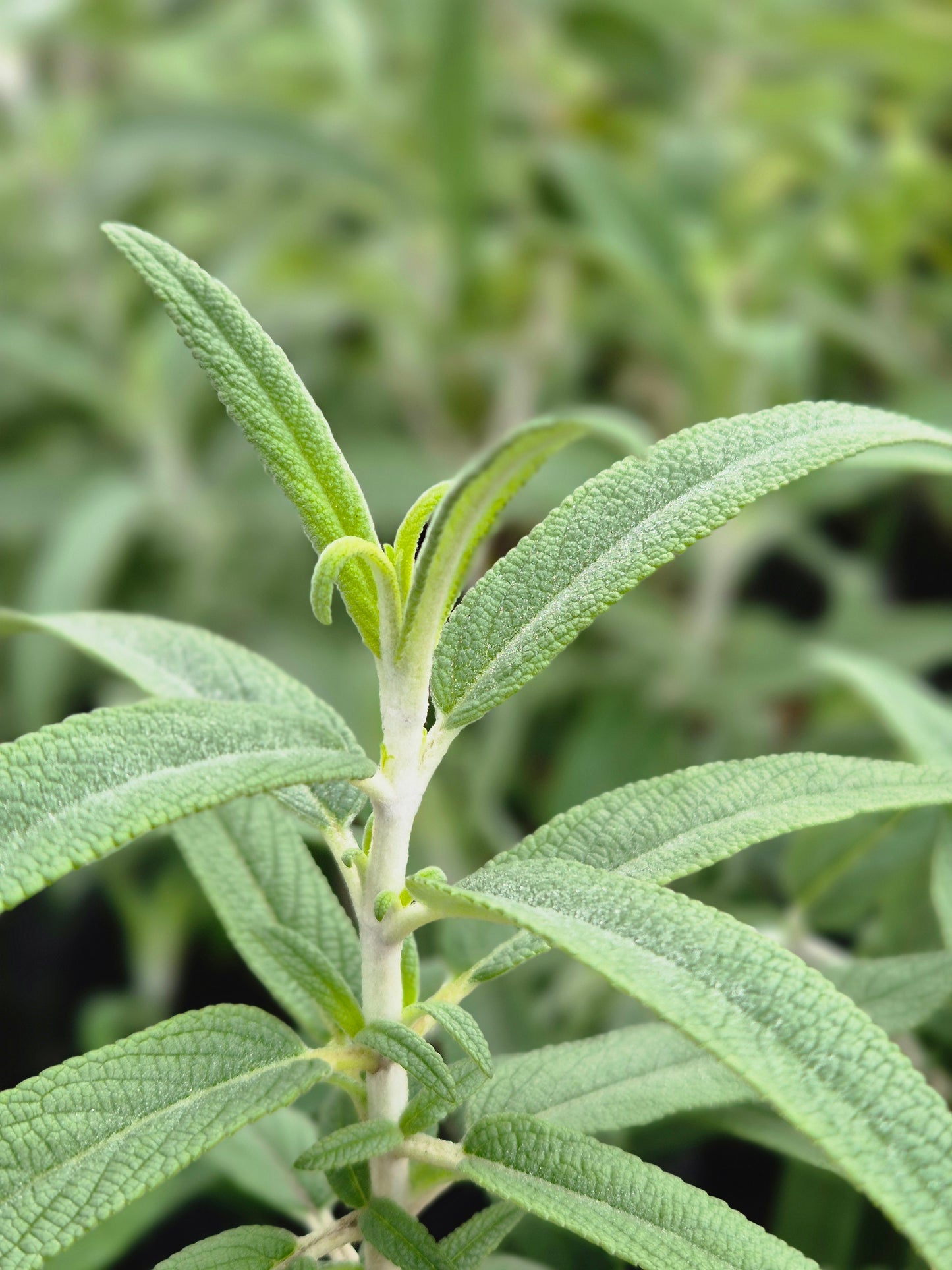 Salvia leucantha