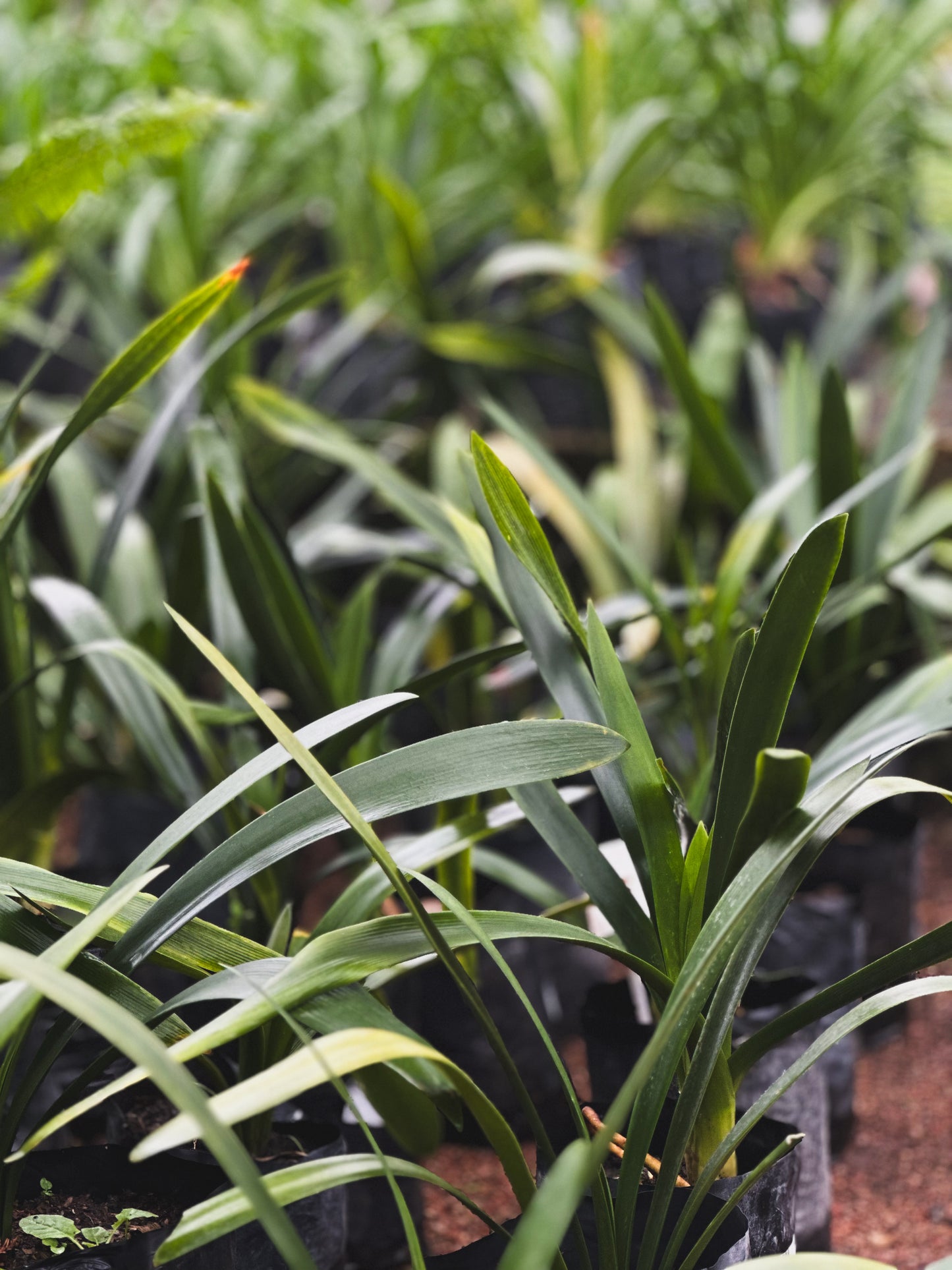Clivia