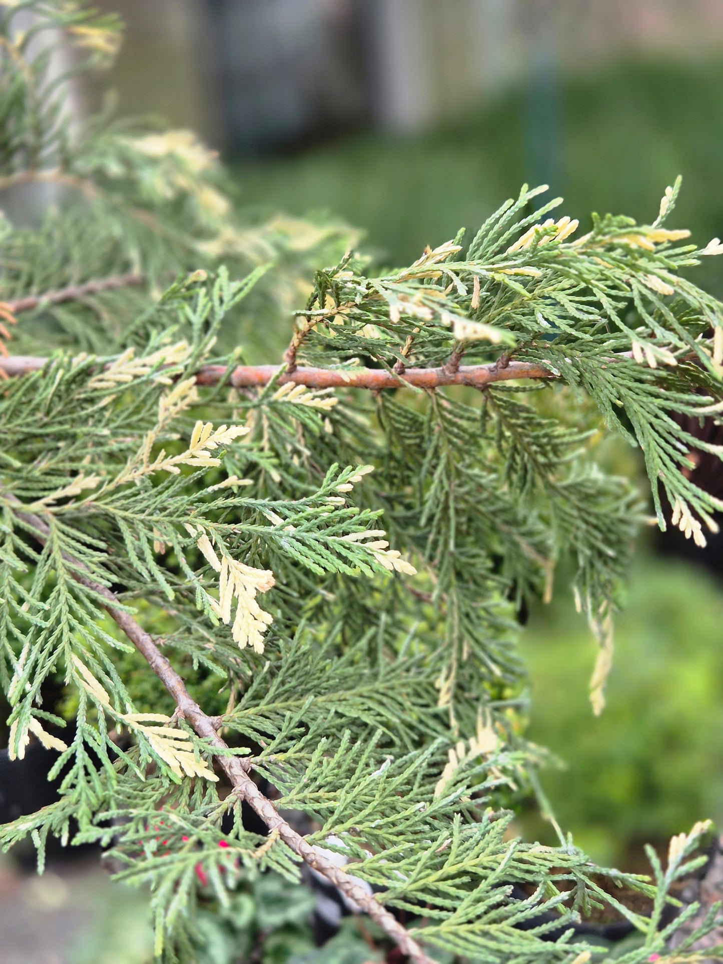 Libocedro variegado