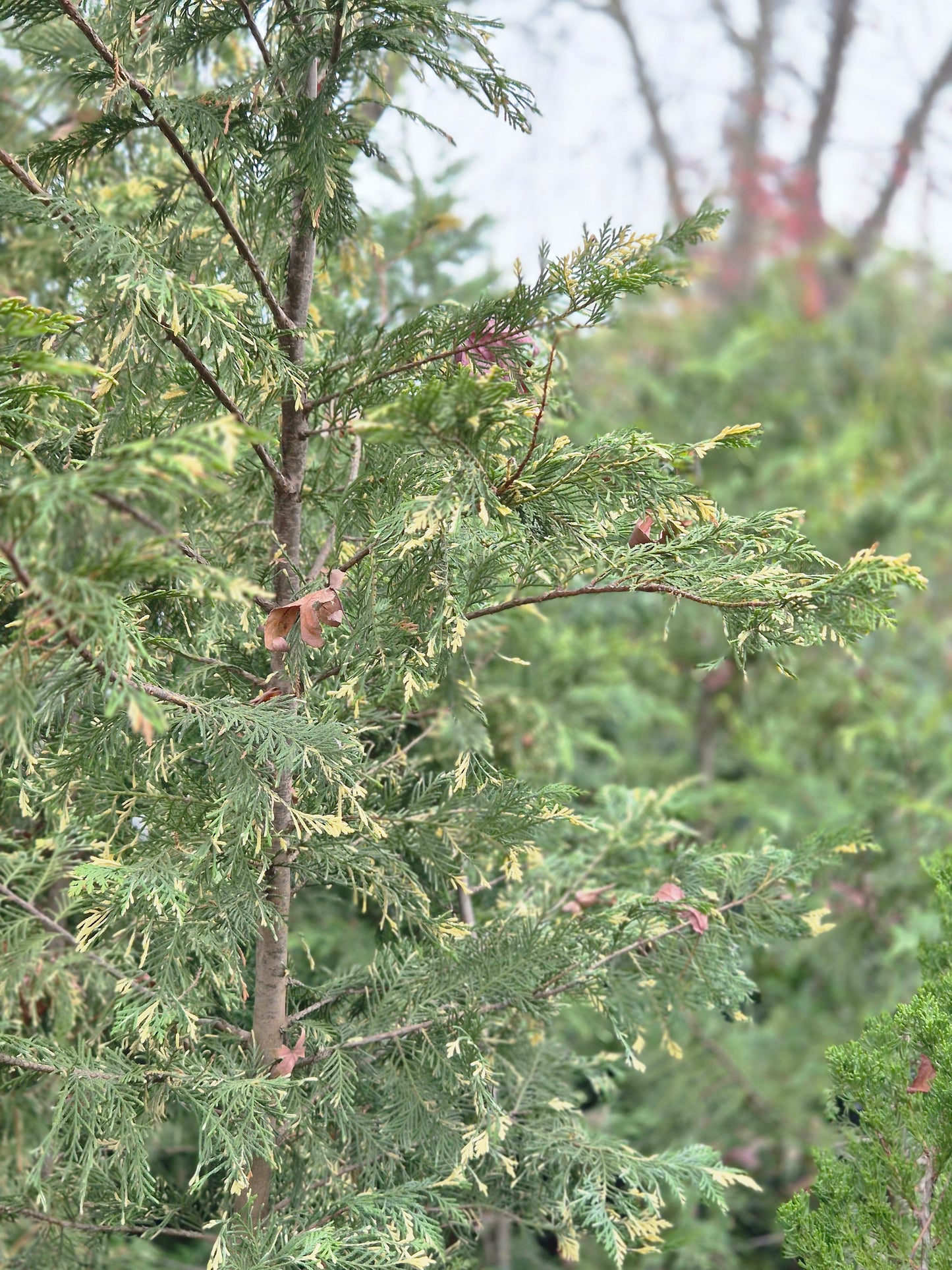 Libocedro variegado