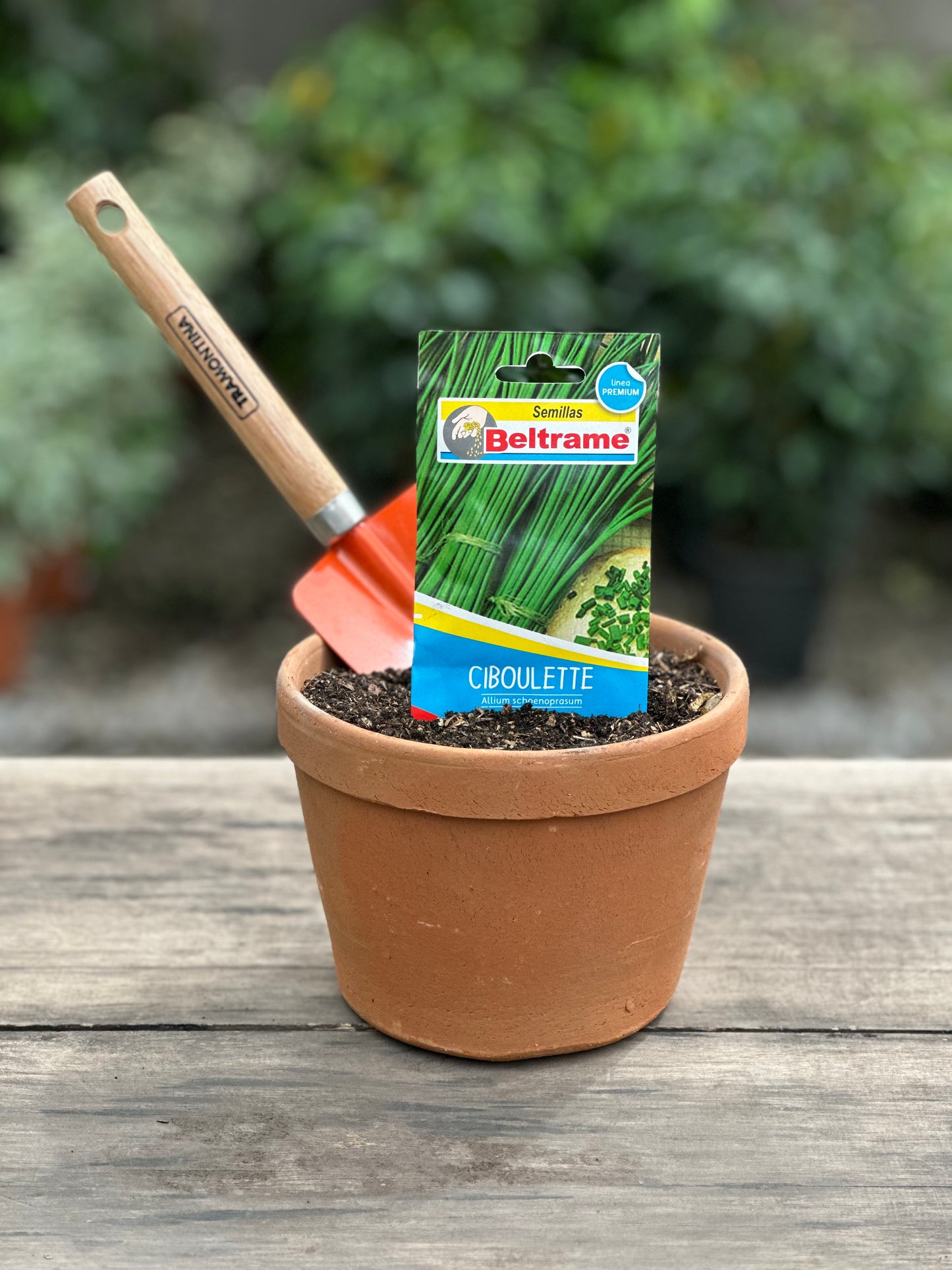 Semillas para huerta