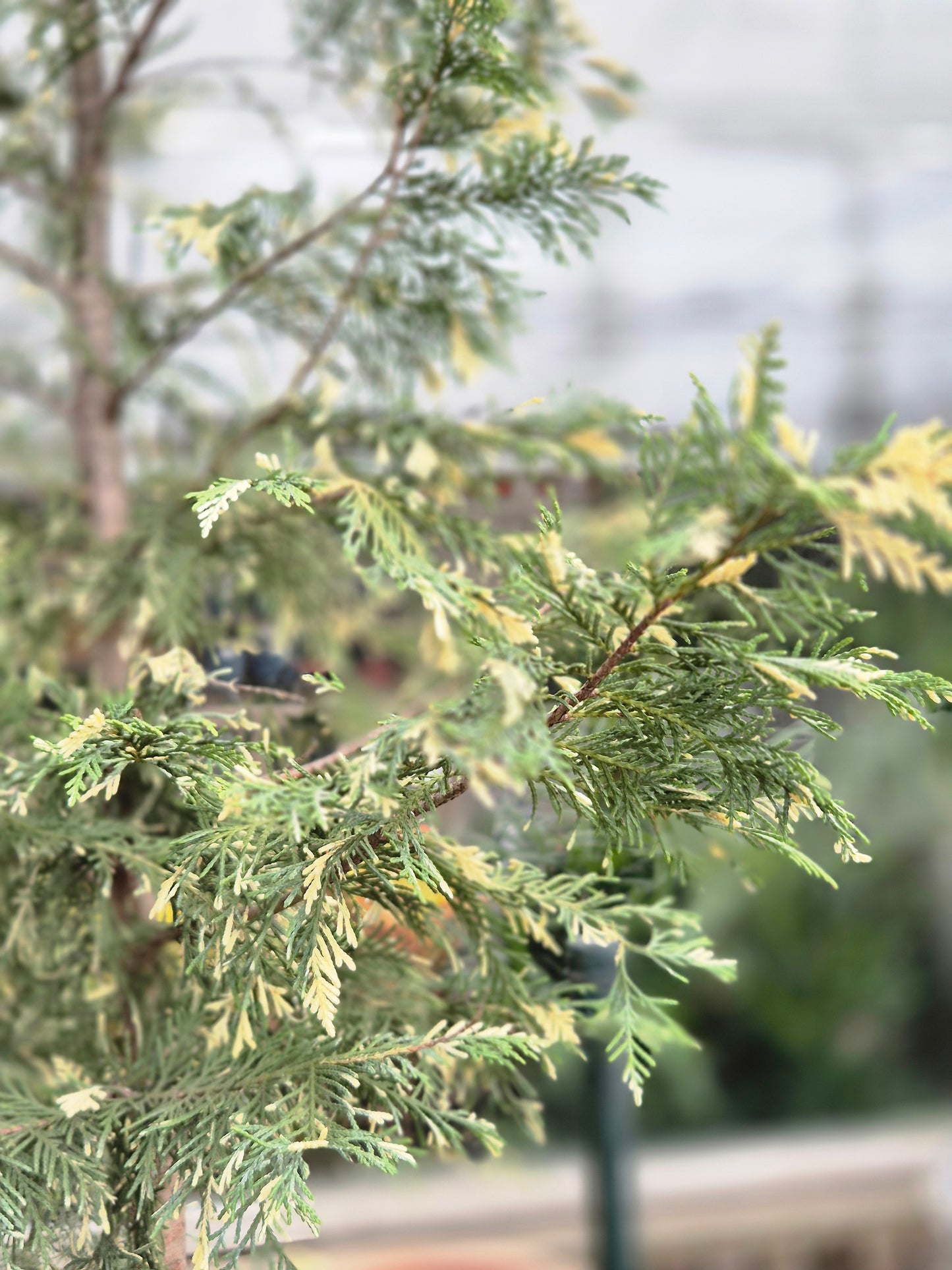 Libocedro variegado