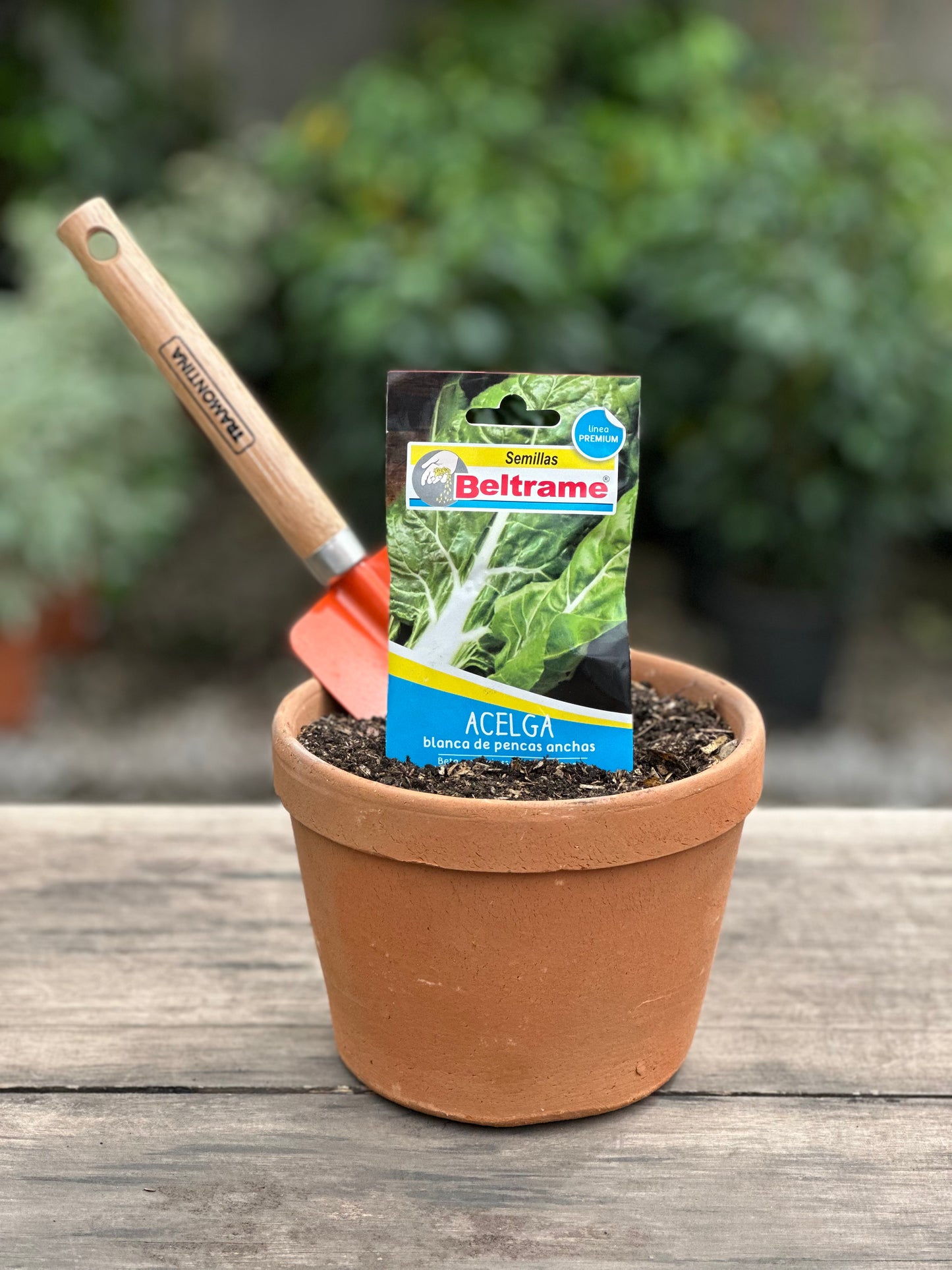 Semillas para huerta