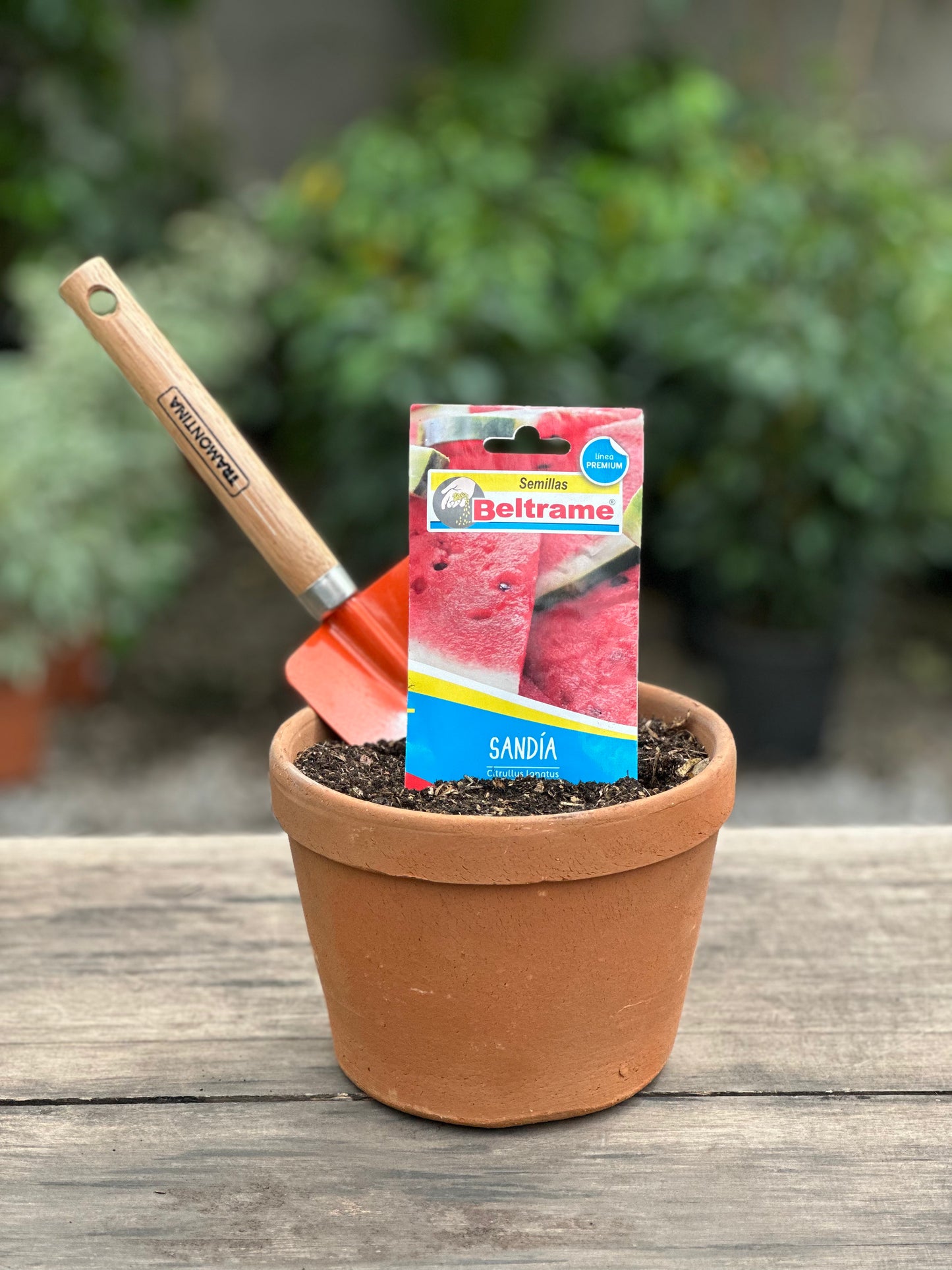 Semillas para huerta
