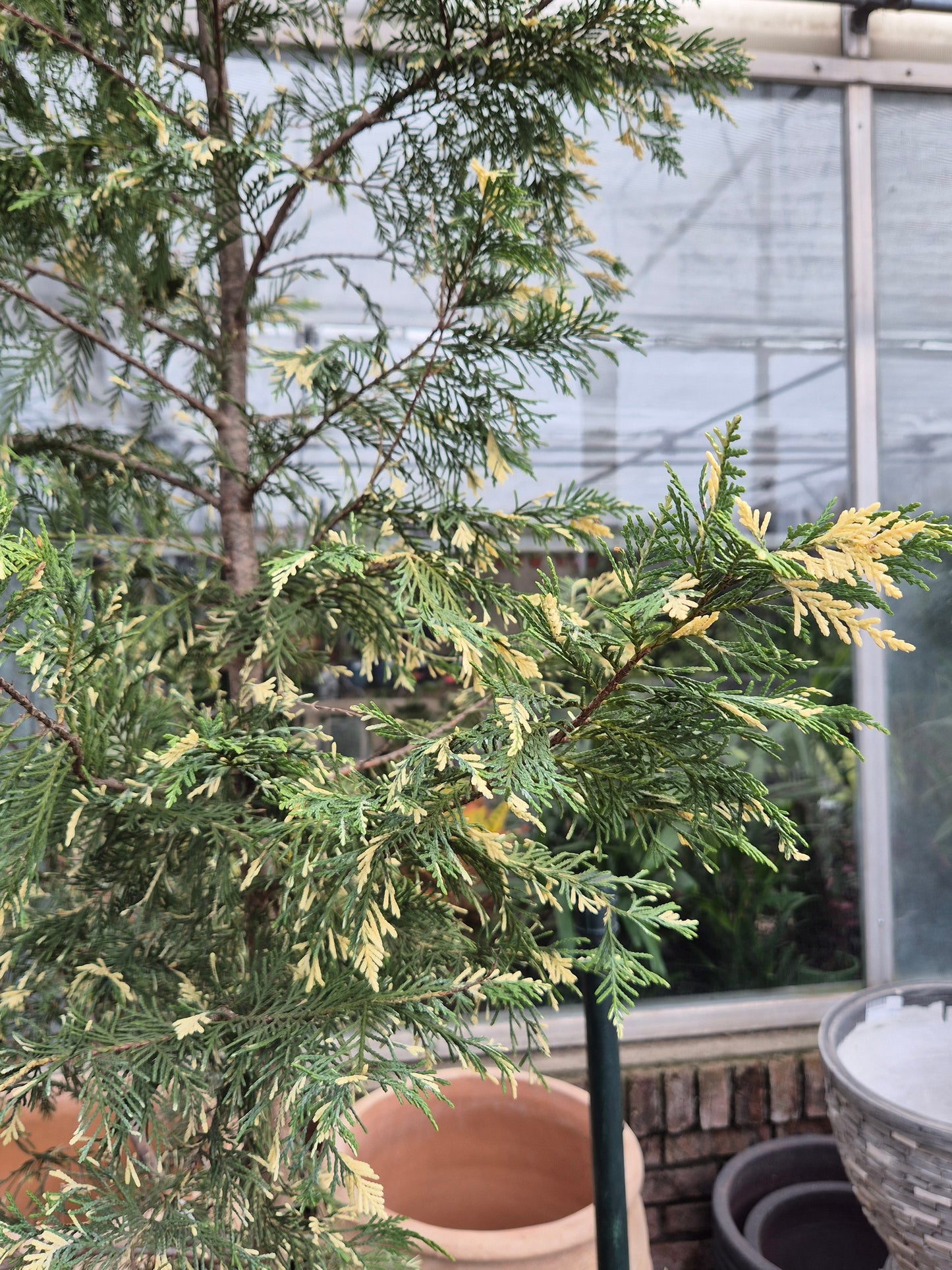 Libocedro variegado