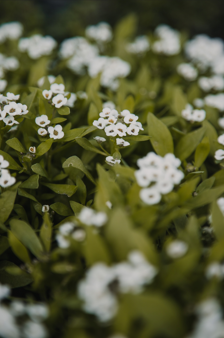 Alysum maritimum
