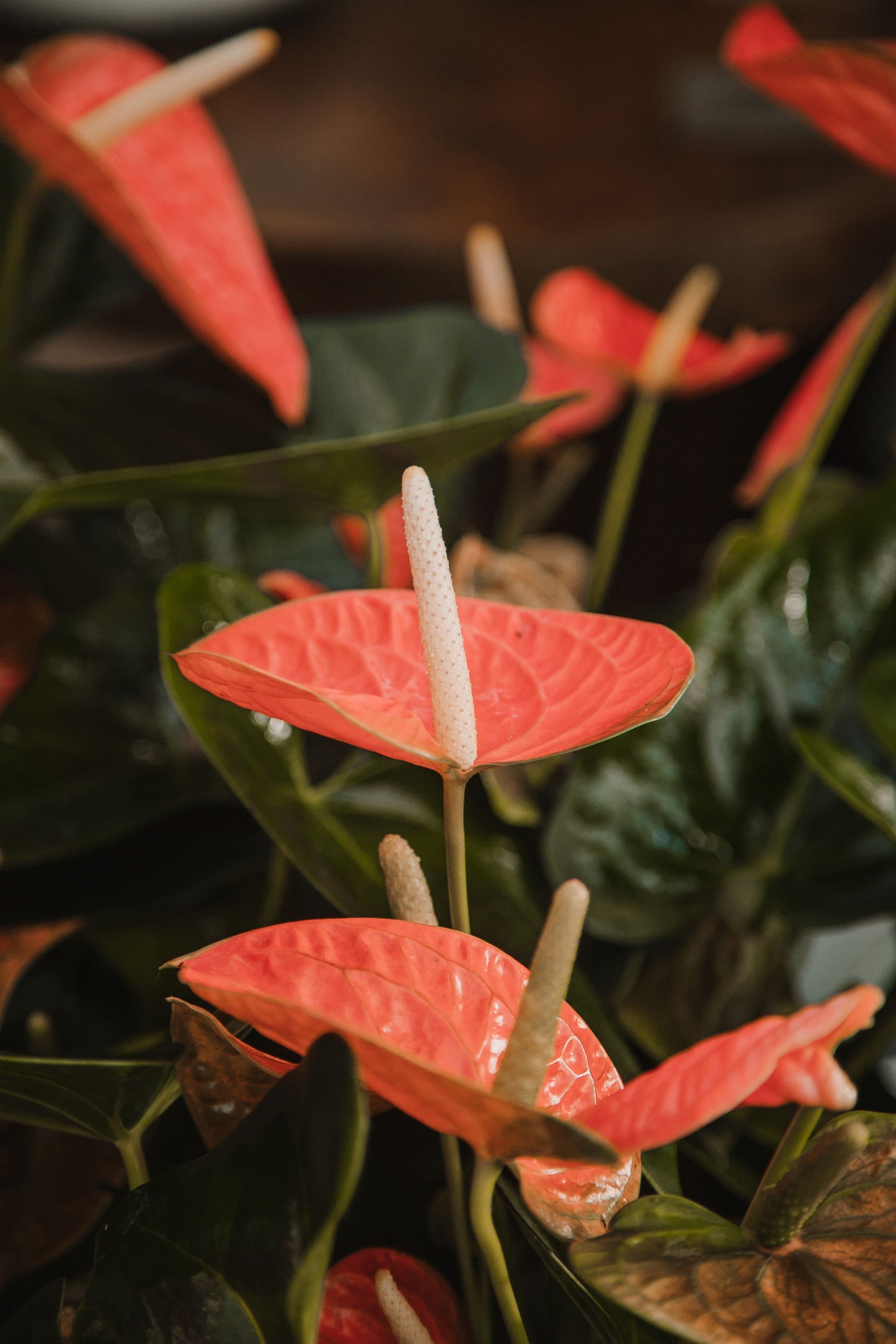 Anthurium