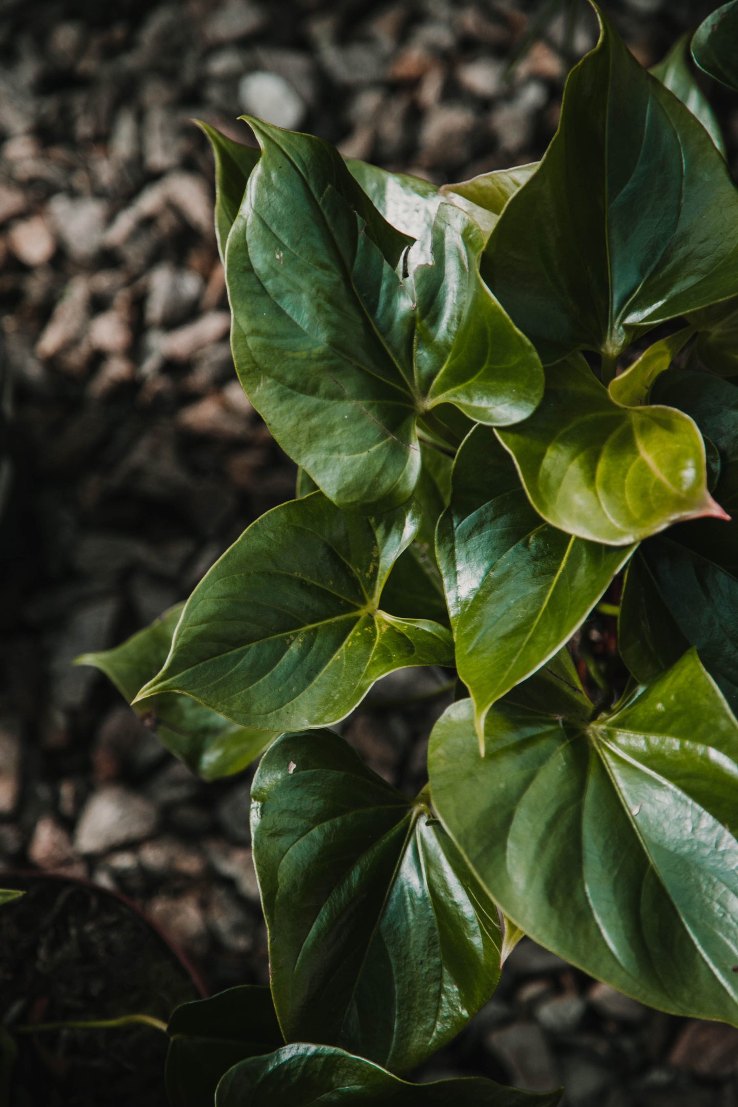 Anthurium