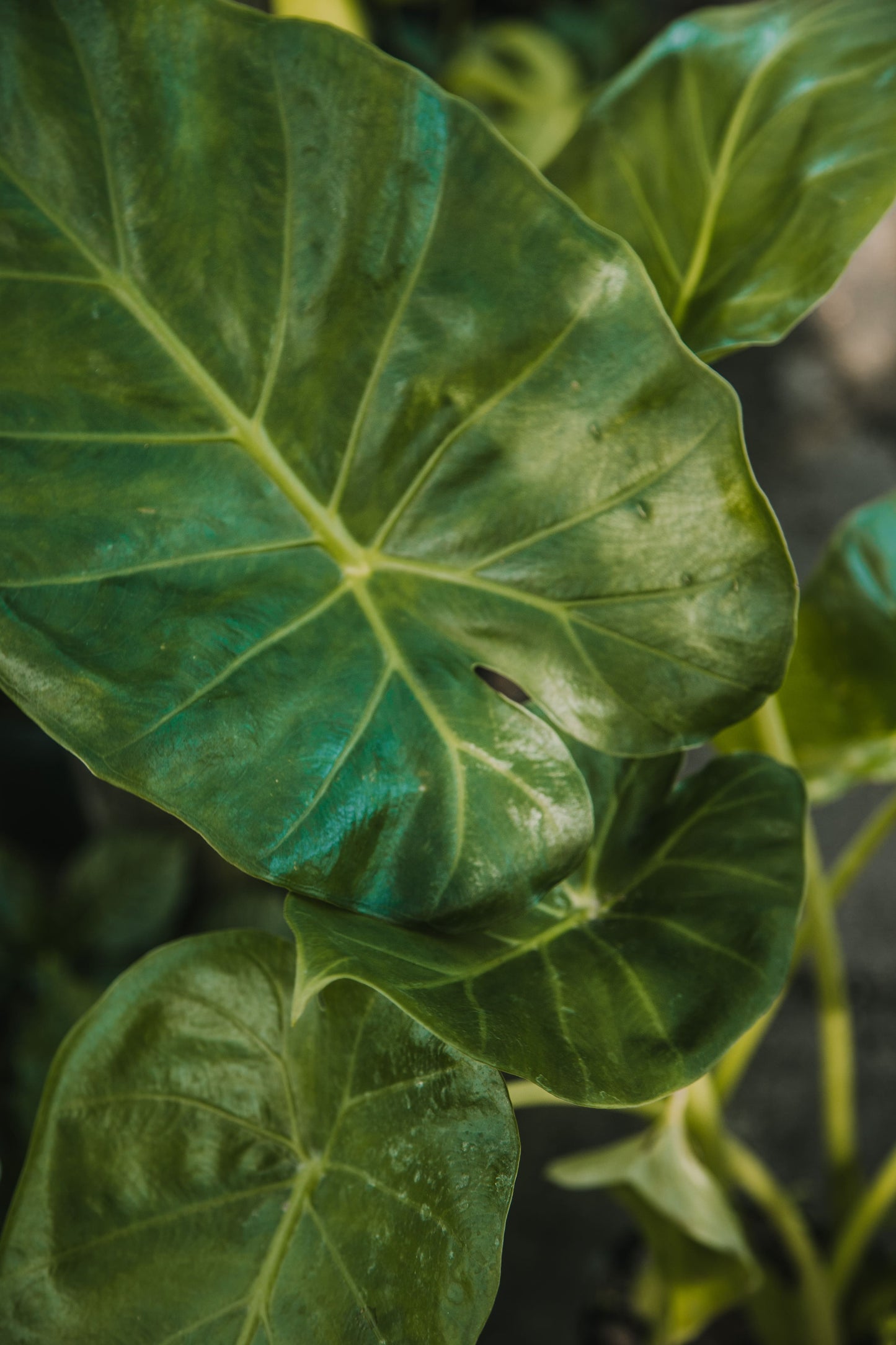 Anthurium