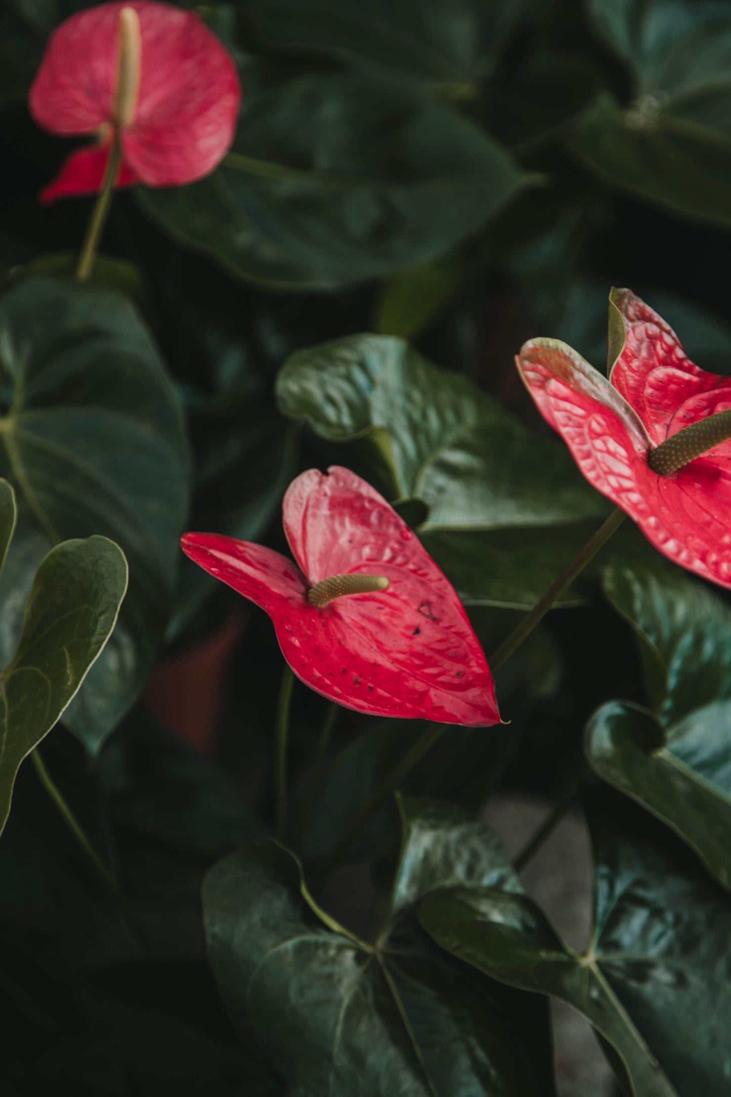 Anthurium