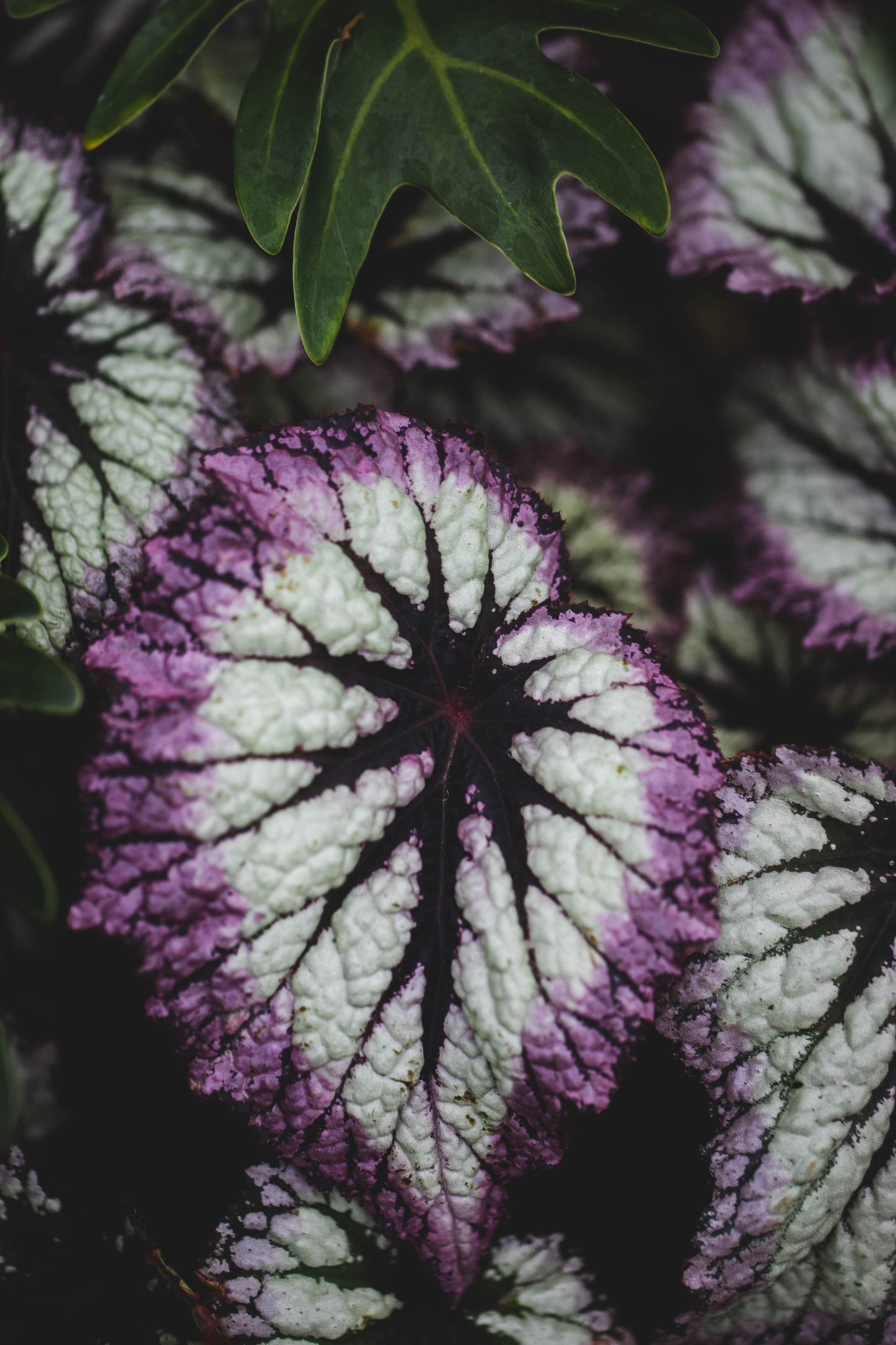 Begonia Rex