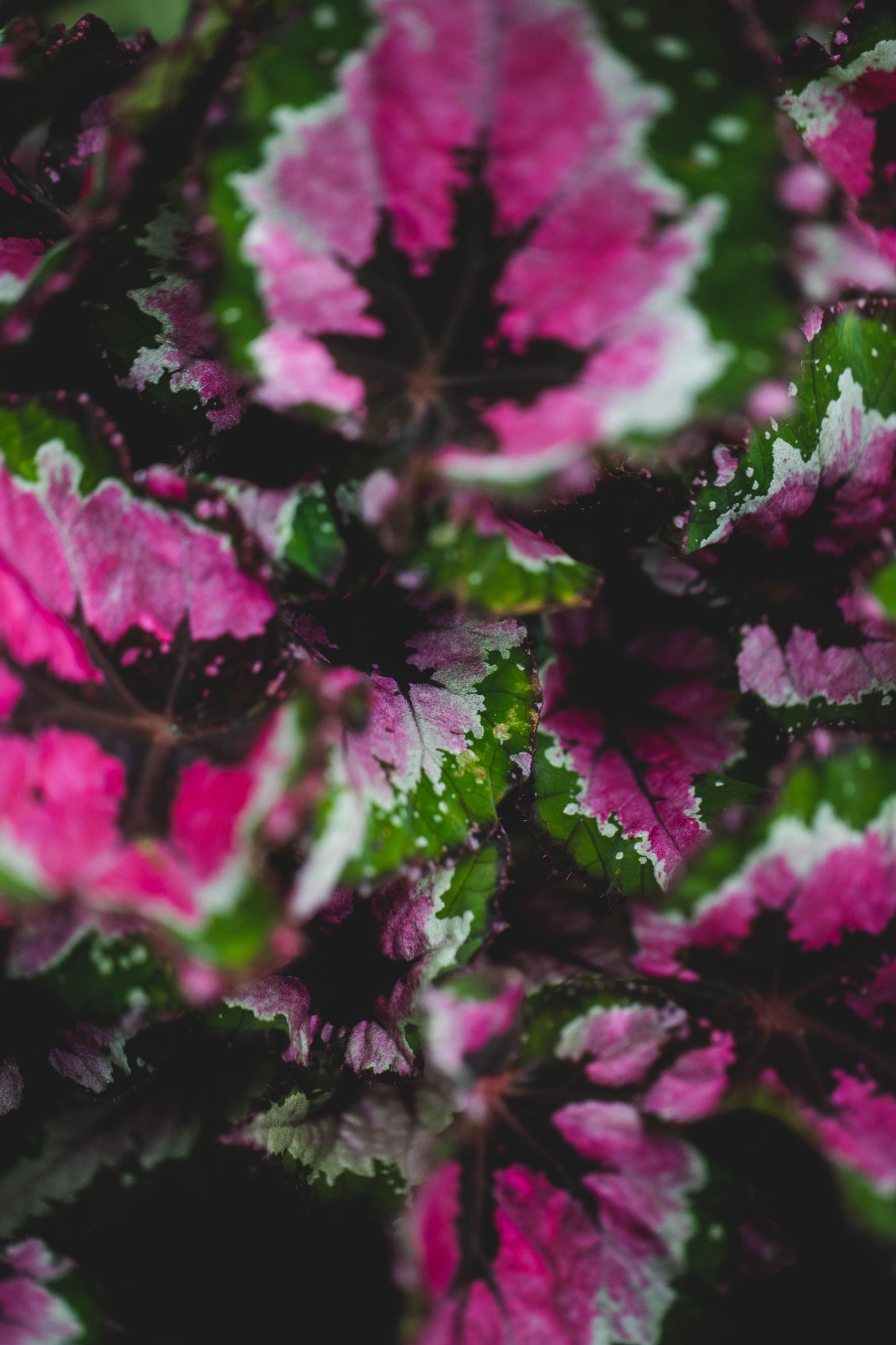 Begonia Rex