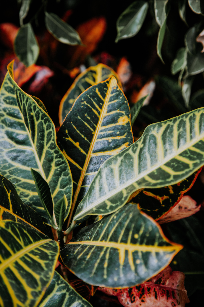Croton Petra