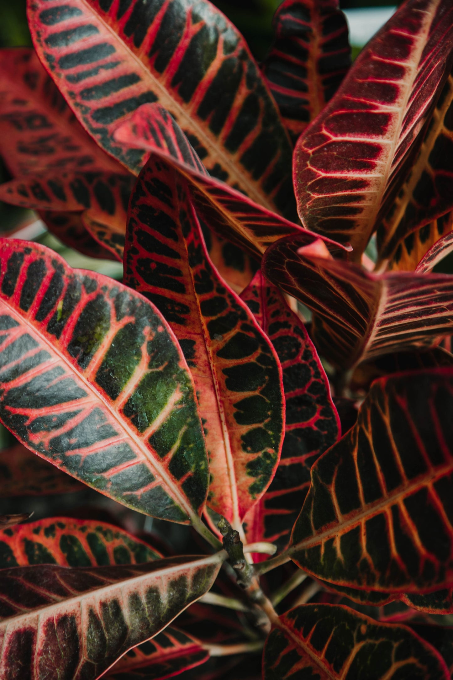 Croton Petra