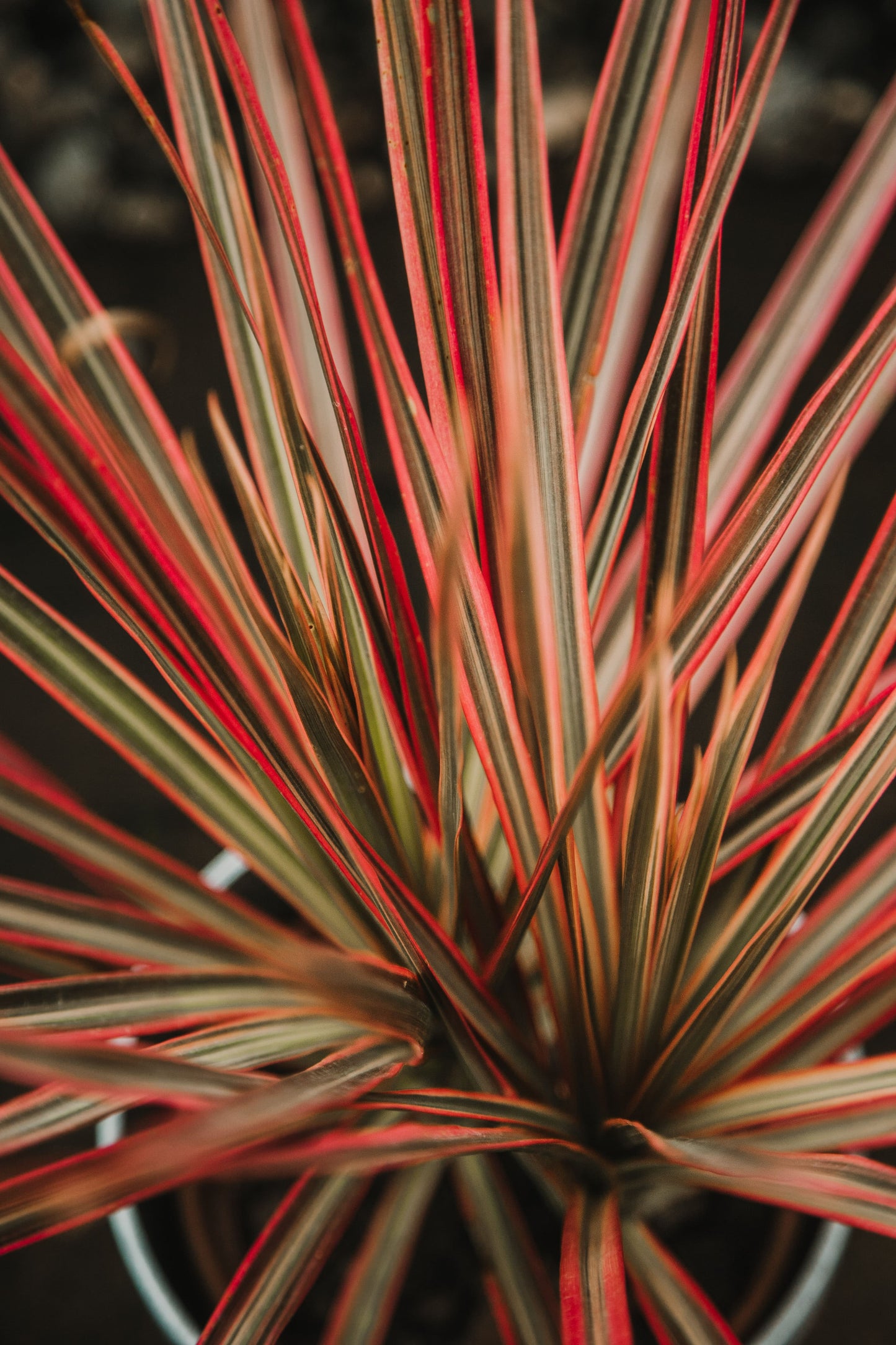 Drácena Tricolor