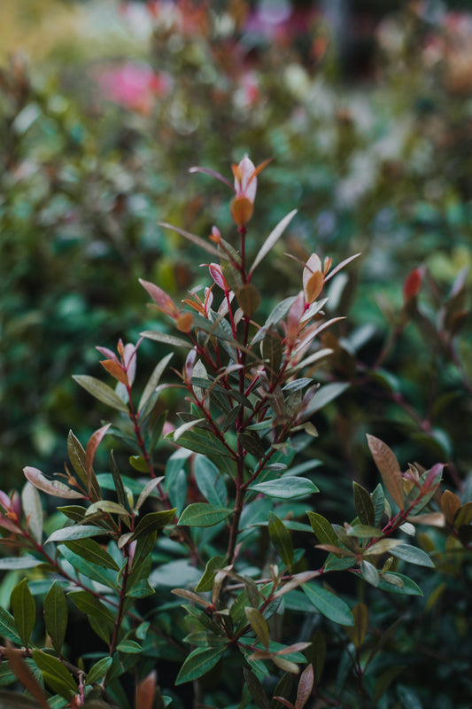 Eugenia myrtifolia