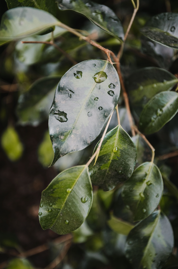 Ficus benjamina 'Danielle'