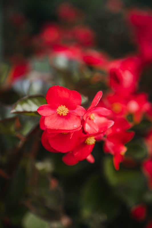 Flor de Azúcar