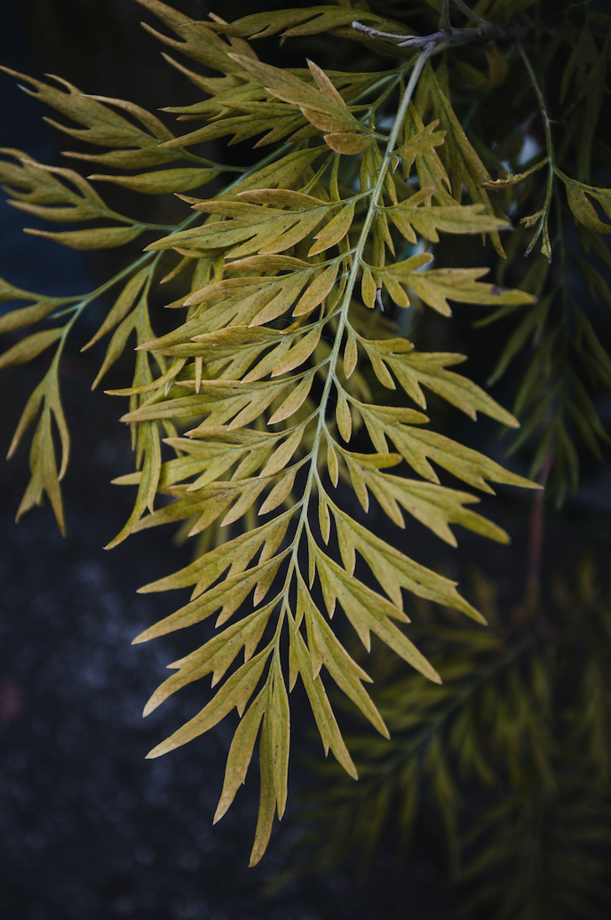 Grevillea robusta