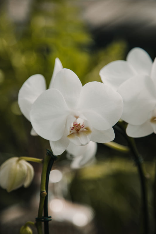 Orquídea phalaenopsis