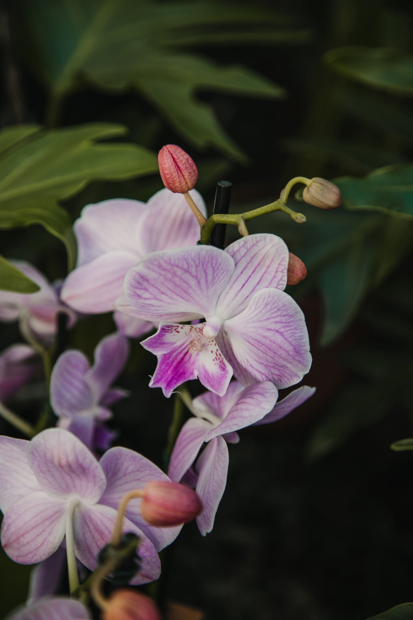 Orquídea phalaenopsis