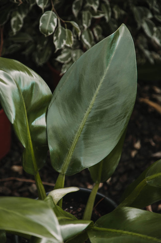 Philodendron Pacová