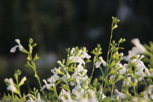Salvia Greggii