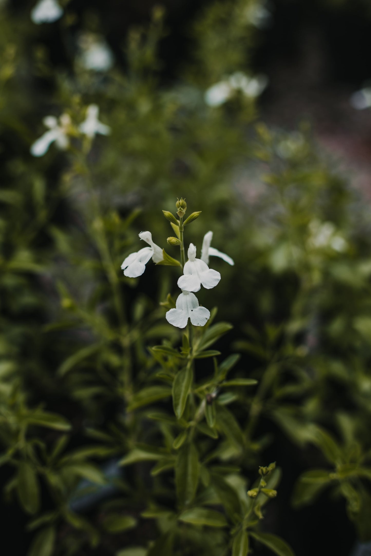 Salvia Greggii
