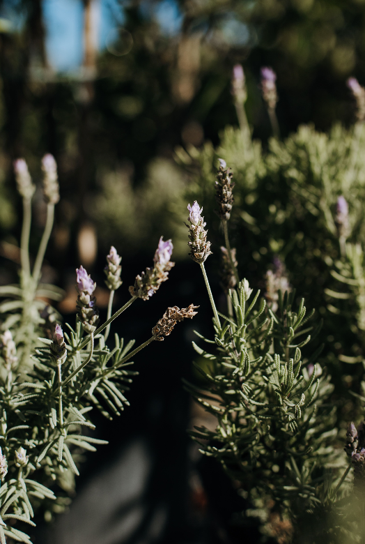 Lavanda dentada