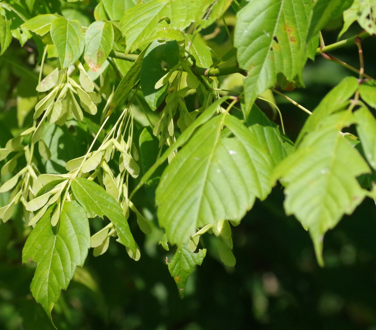 Acer Negundo