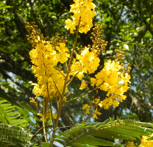 Ibirapitá