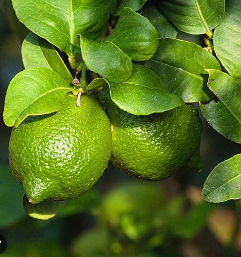 Limonero Criollo