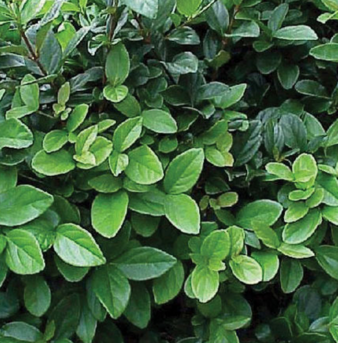 Viburnum suspensum