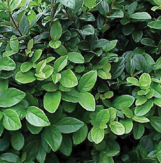 Viburnum suspensum