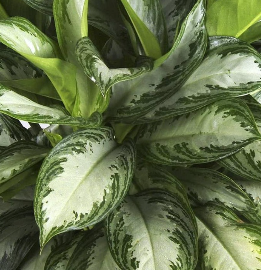 Aglonema 'Pattaya'