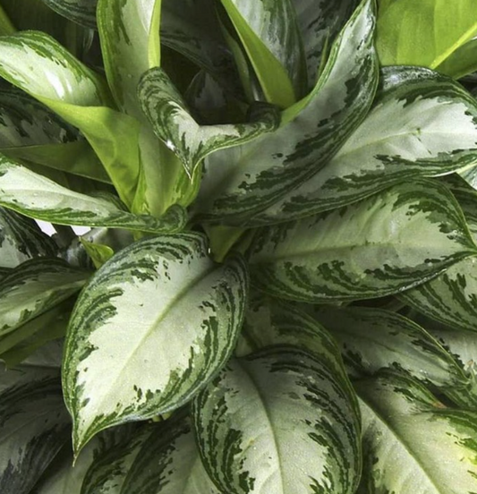 Aglonema 'Pattaya'