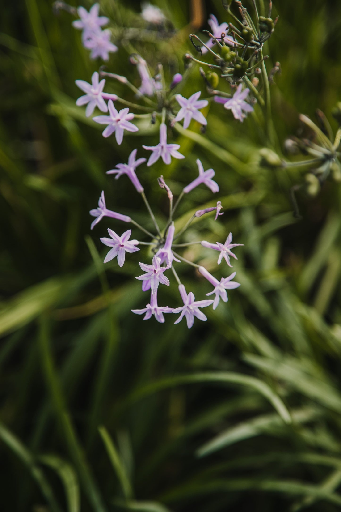 Tulbalgia