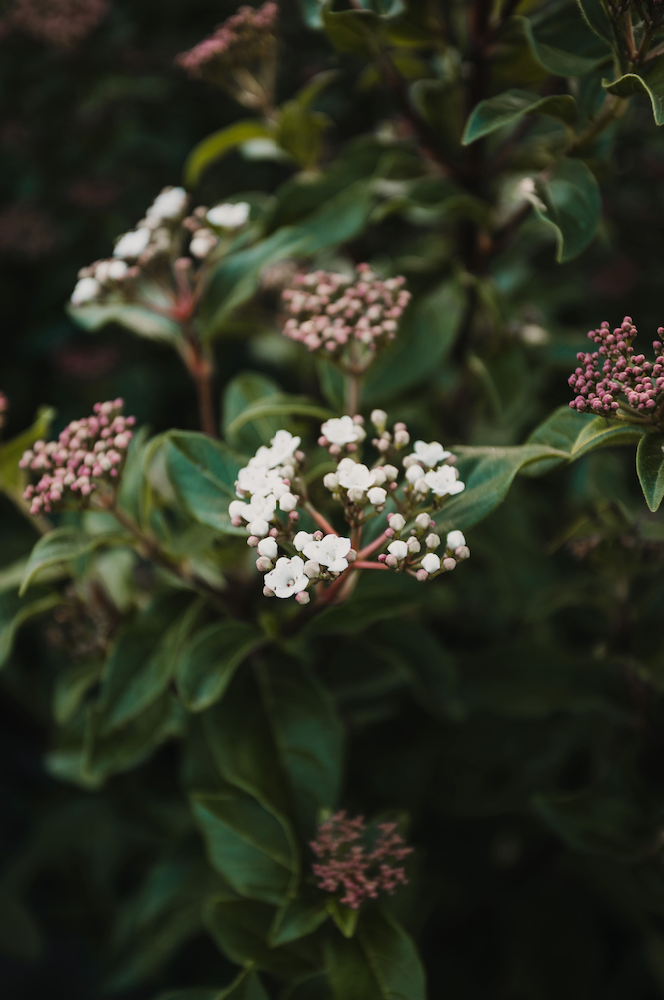 Viburnum tinus