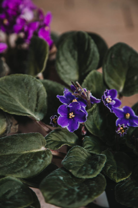 Violeta africana