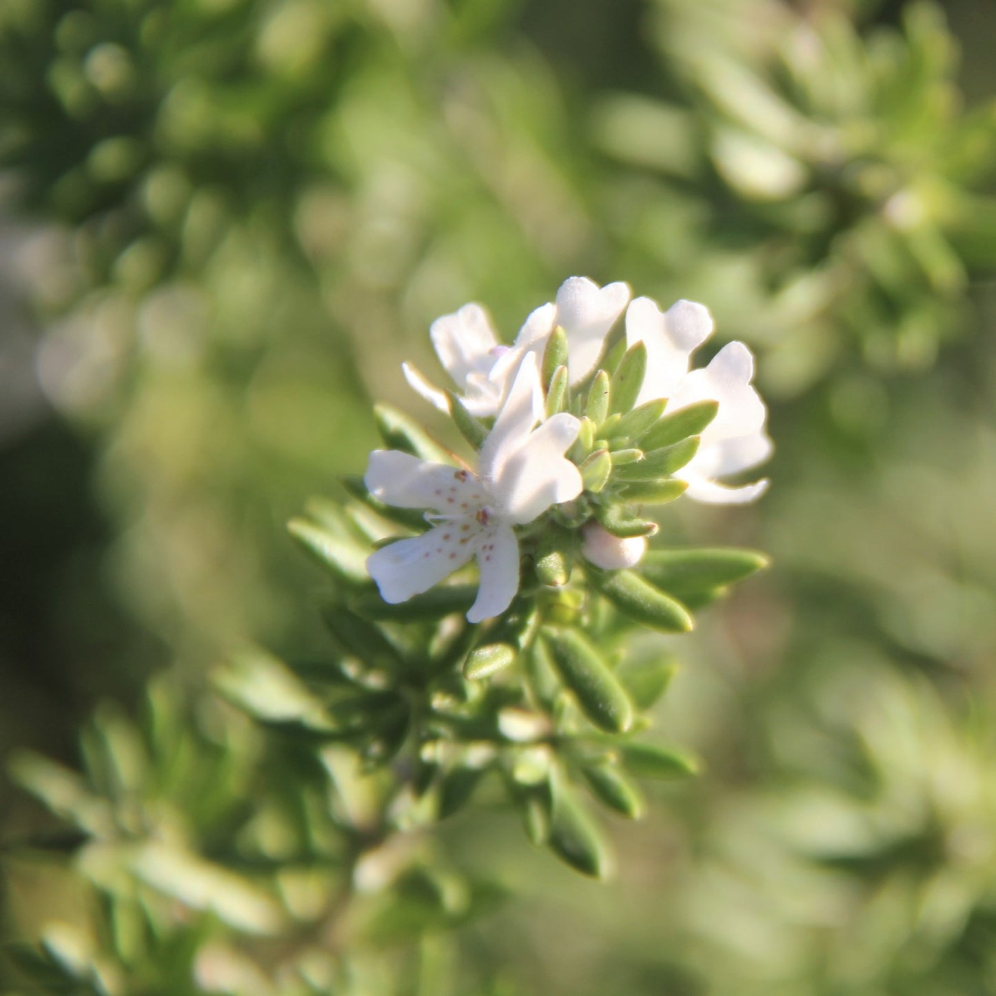 Westringia